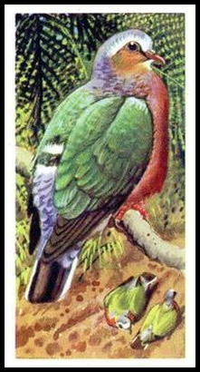 74BBTB 39 Ceylon Emerald Dove.jpg